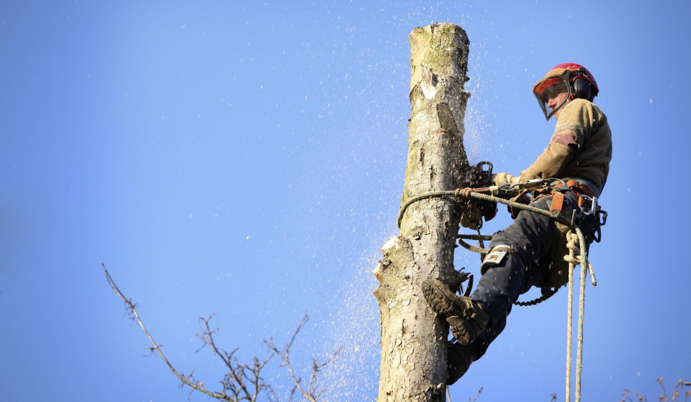 Tree Removal Brisbane Northside